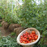 tomatoes160x160