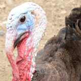 turkey160x160