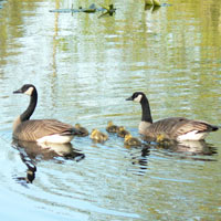 O.U.R. Ecovillage Canada Geese