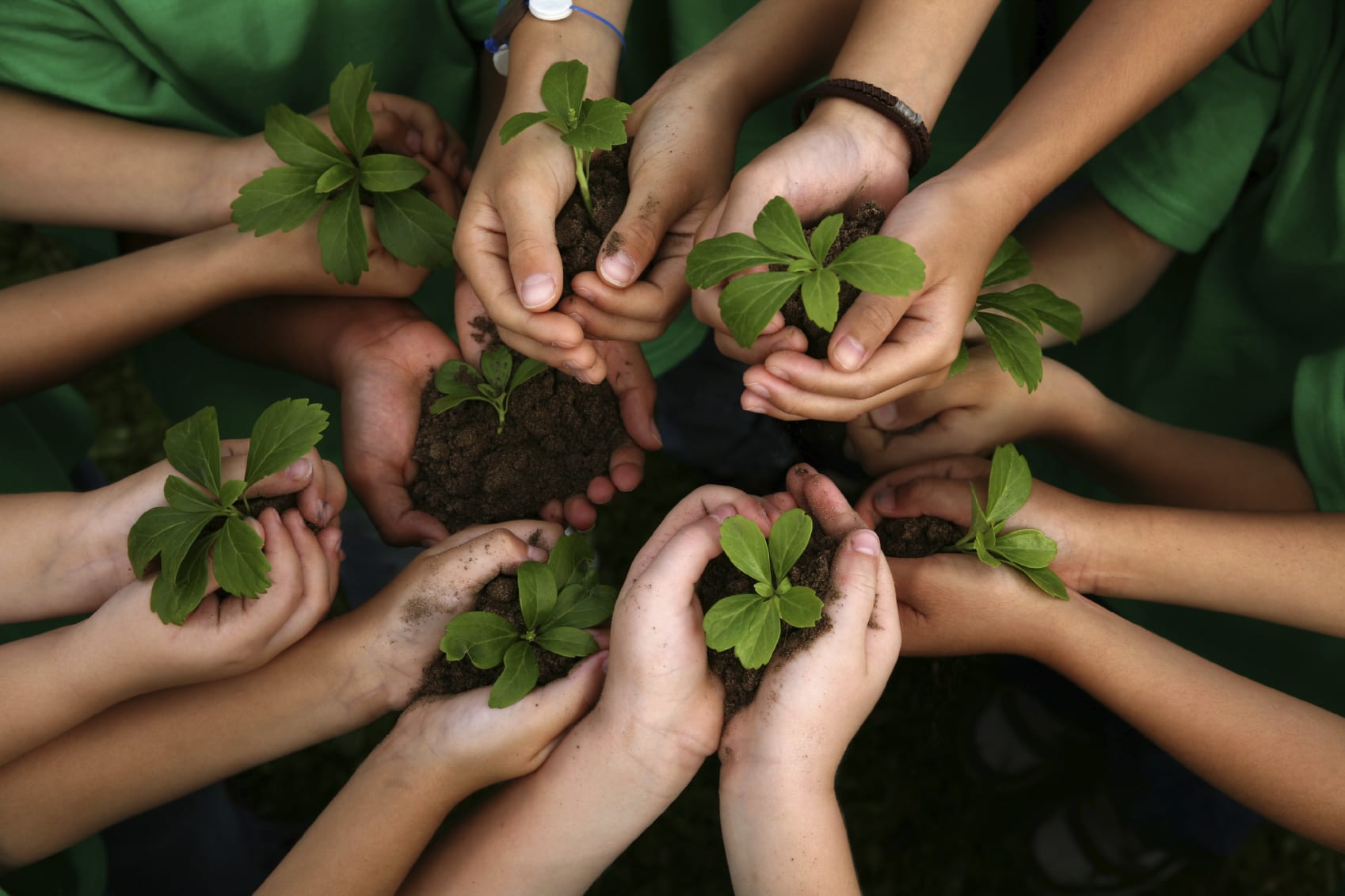 hands holding baby plants