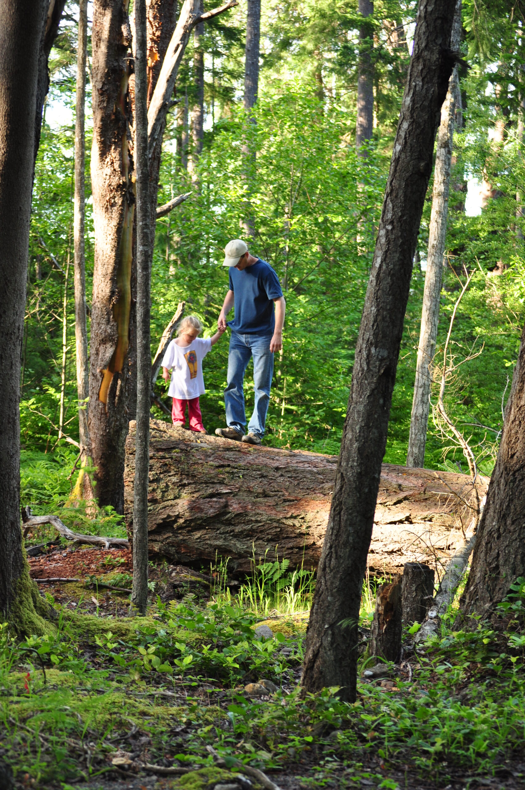 forest_5207811394_o