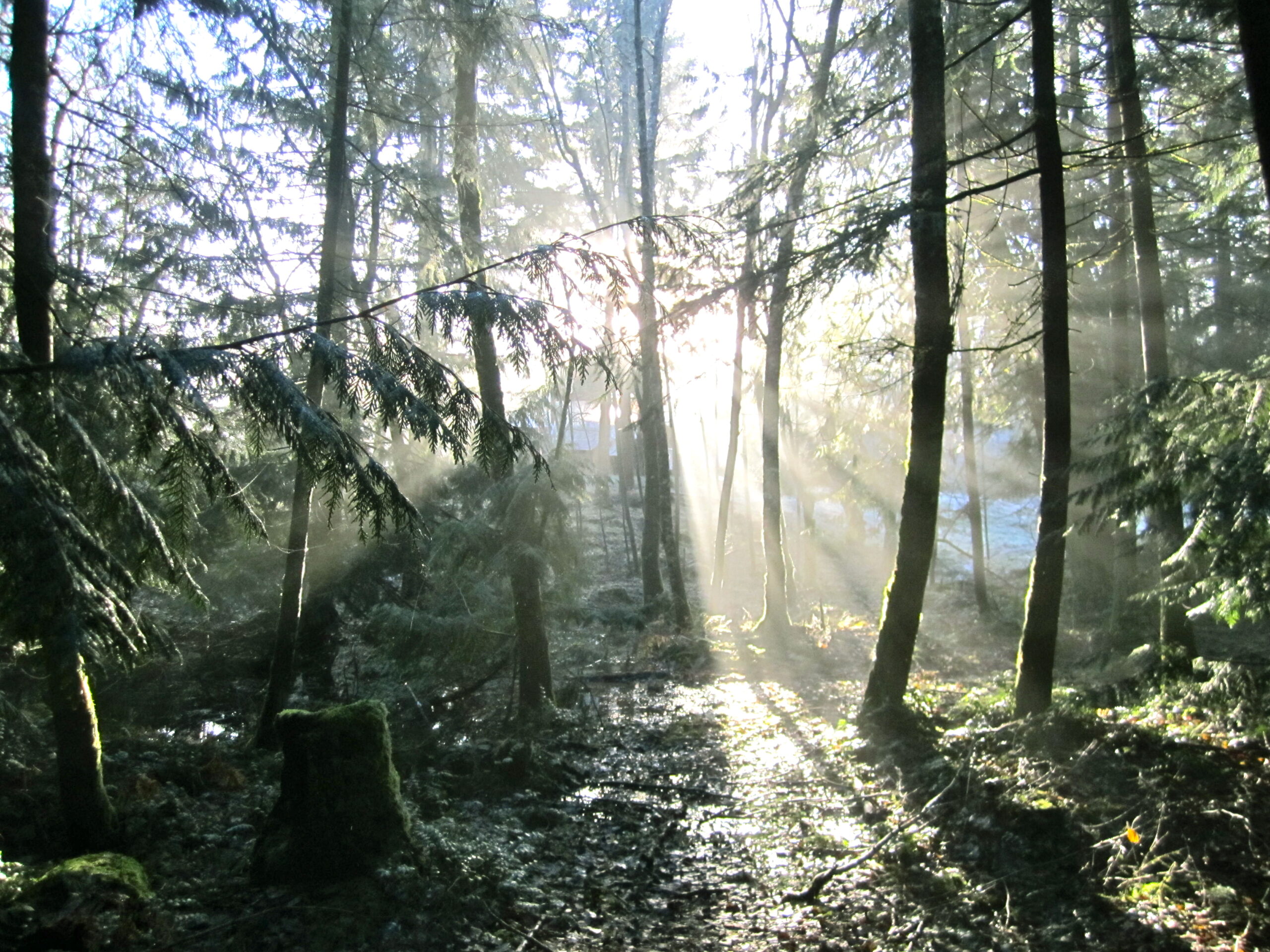 our-ecovillage-woodlands-and-scattering-grounds_5469480382_o