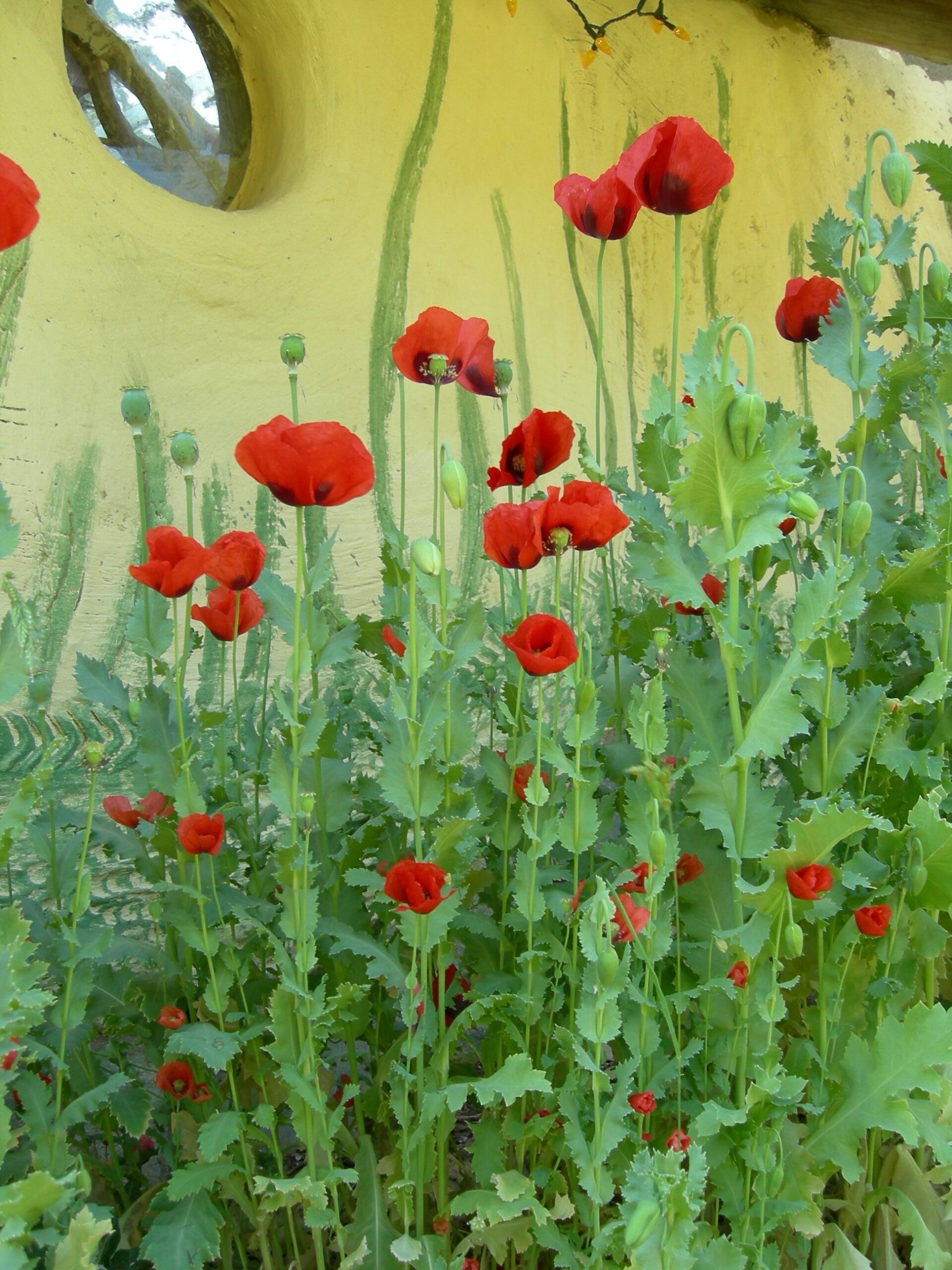 poppys_5217875119_o