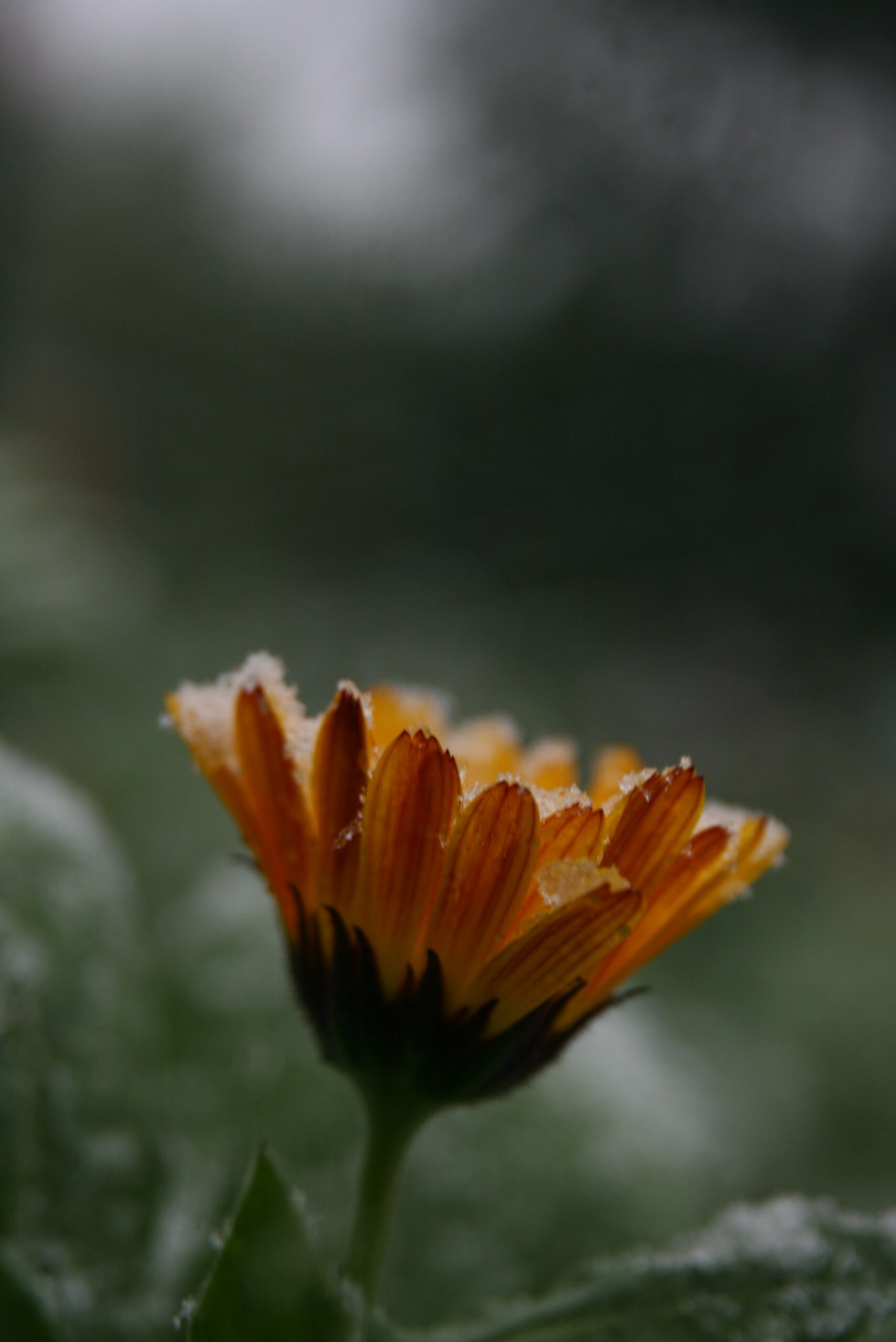 snow-day_5201977360_o