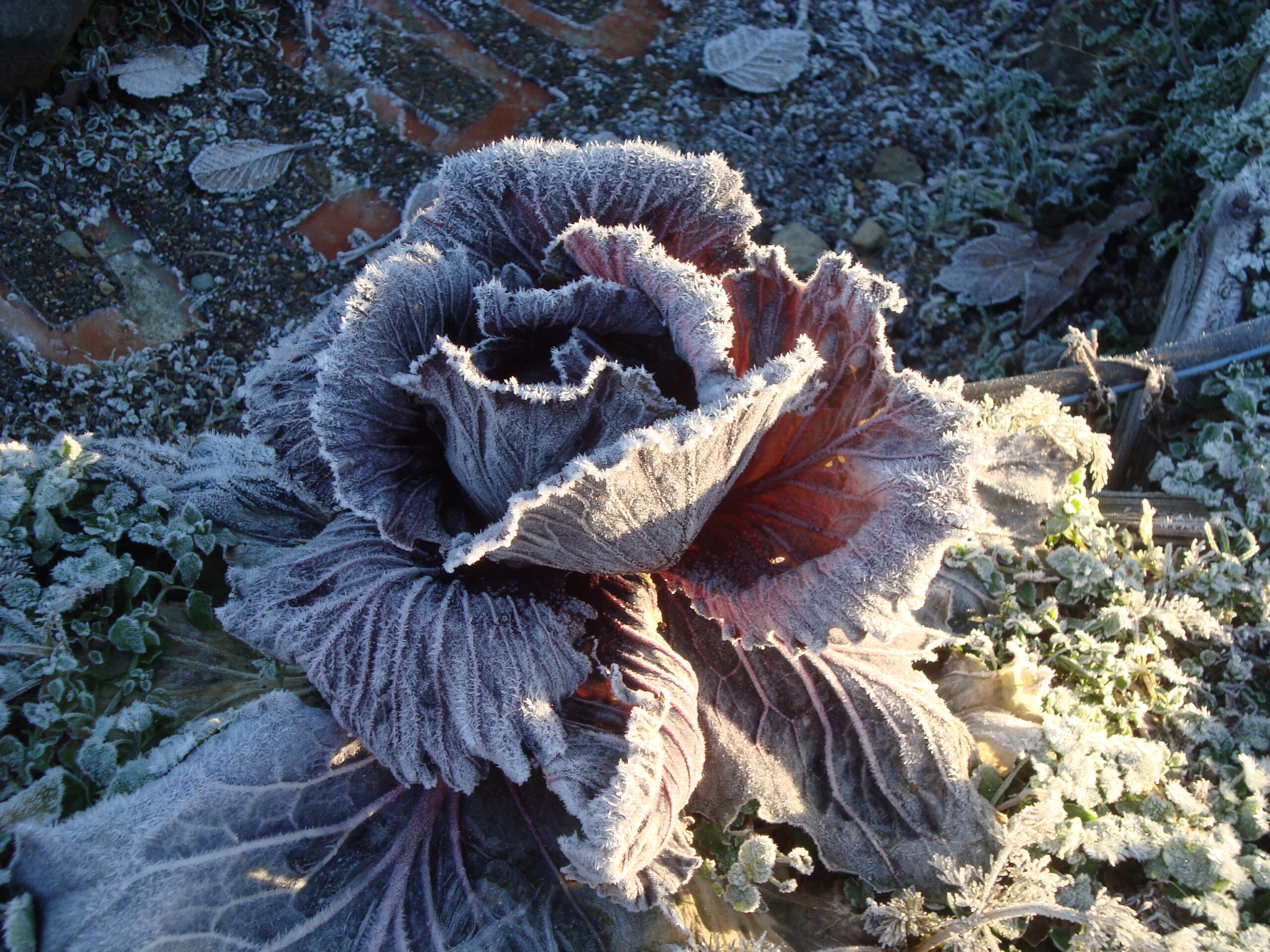 winter-cabbage_5224800082_o
